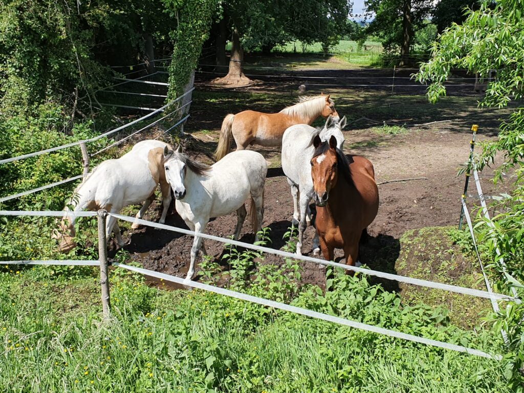 Großzügige Weiden auf den Mühlenhöfen
