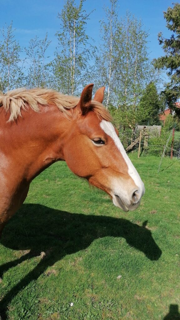 Reitunterricht Mühlenhöfe: Fredriksborgerstute Julchen seit Beginn dabei