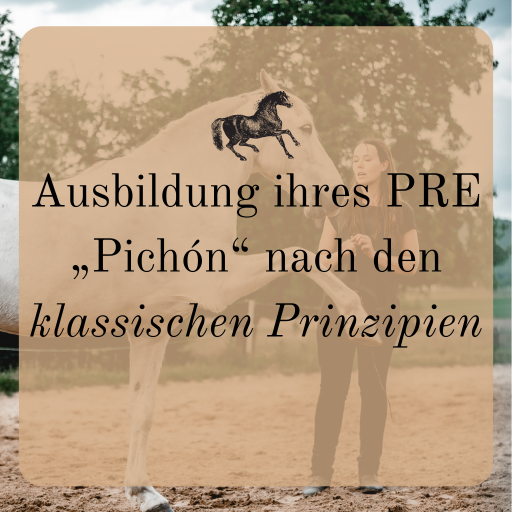 Ausbildung ihres PRE „Pichón“ nach klassischen Prinzipien