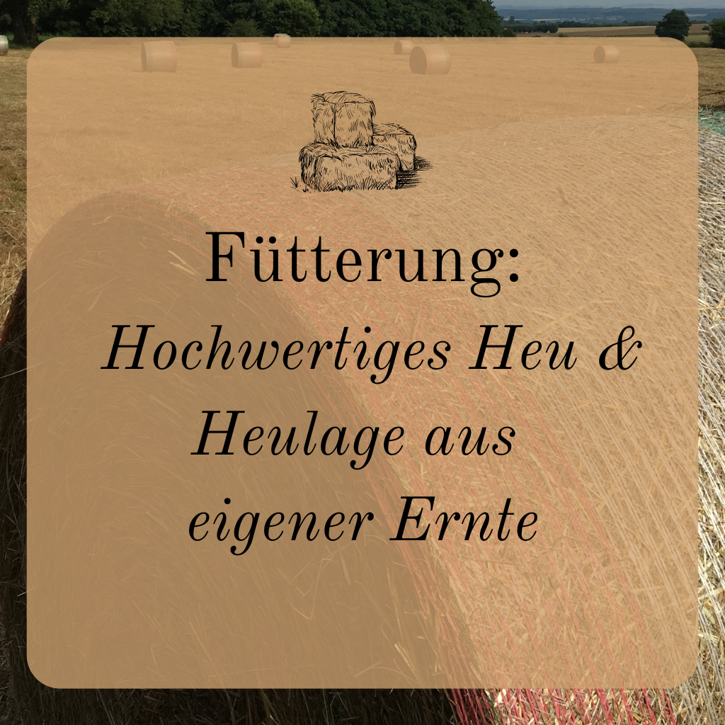 Fütterung: Hochwertiges Heu & Heulage aus eigener Ernte