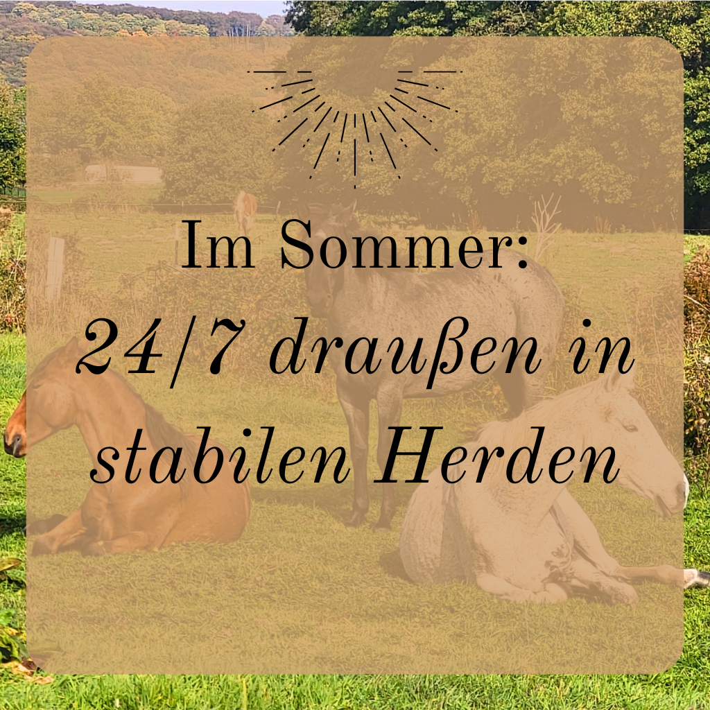 Im Sommer 24/7 draußen in stabilen Herden