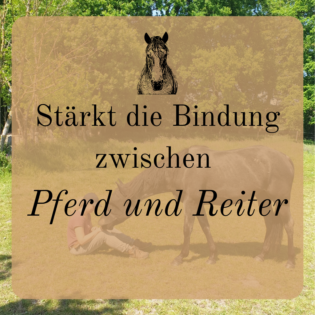 Stärkt Bindung zwischen Pferd und Reiter