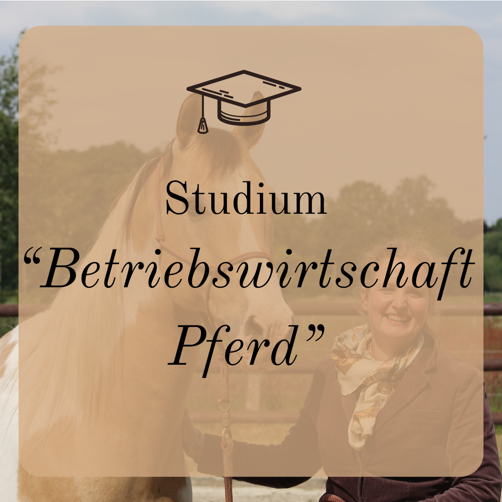 Abgeschlossenes Studium Betriebswirtschaft Pferd in den Niederlanden