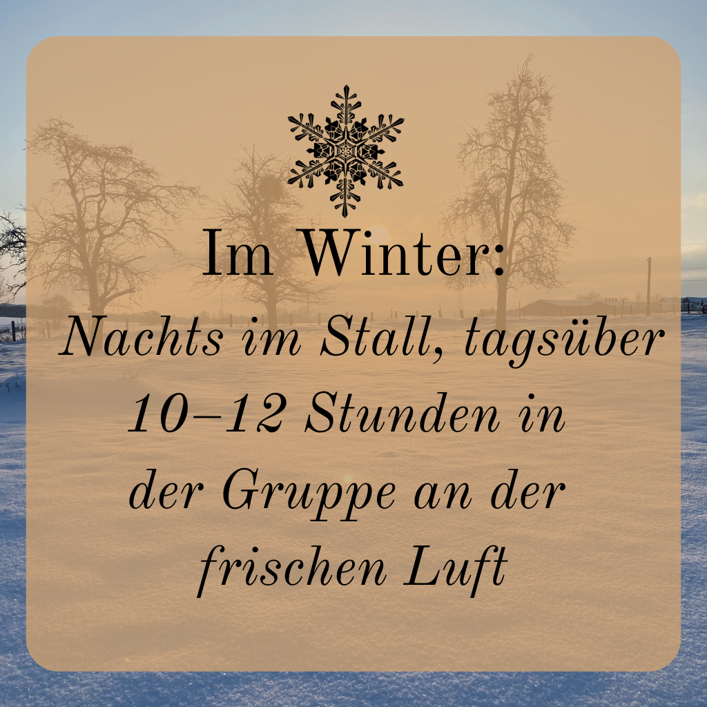 Im Winter: Nachts im Stall, tagsüber 10-12 Stunden in der Gruppe an der frischen Luft.