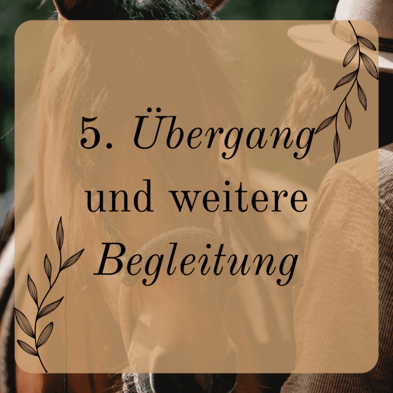 Übergang und weitere Begleitung Training und Beritt Muehlenhoefe