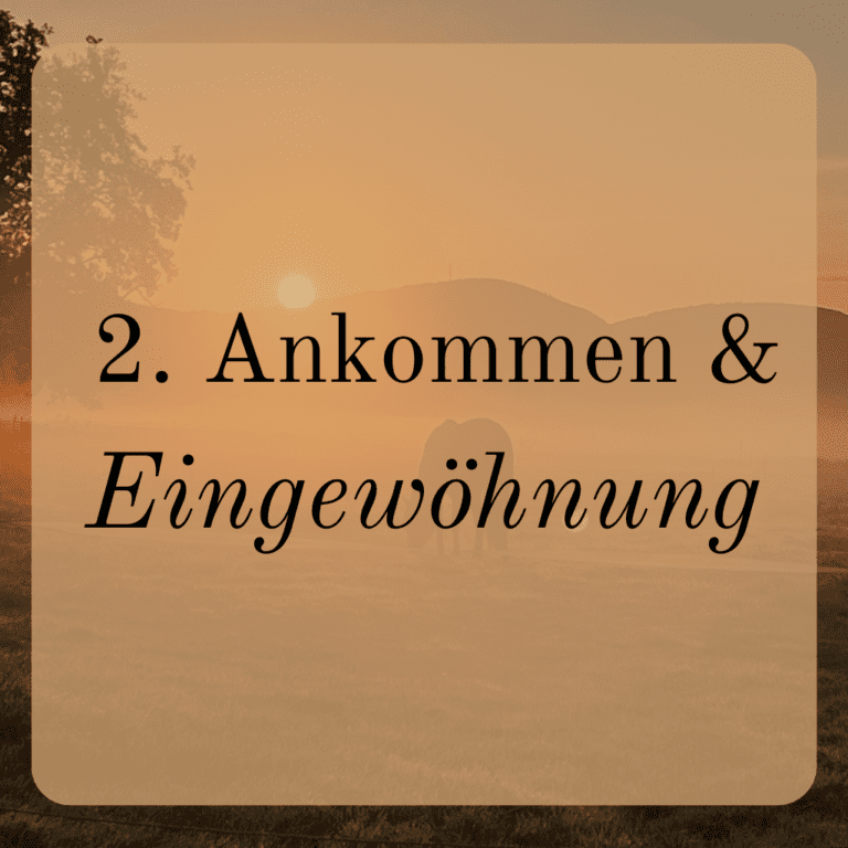 Ankommen und Eingewöhnung Training und Beritt auf den Mühlenhöfen