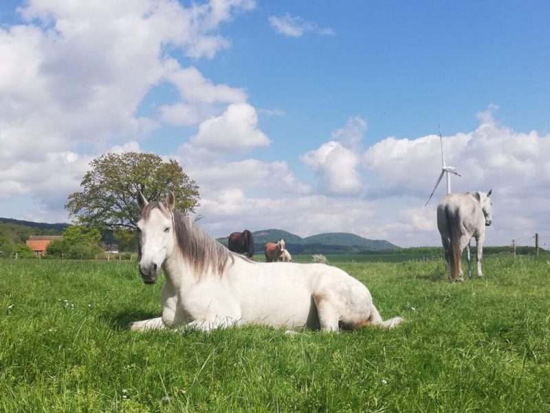 Weidehaltung im Sommer
