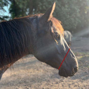 Bosal korrekt messen